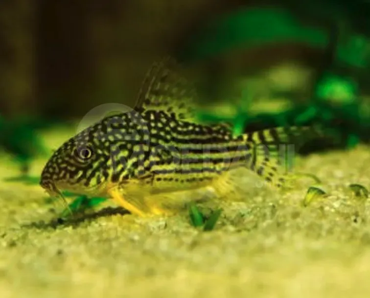 Экзотическая рыба Тбилиси - изображение 1