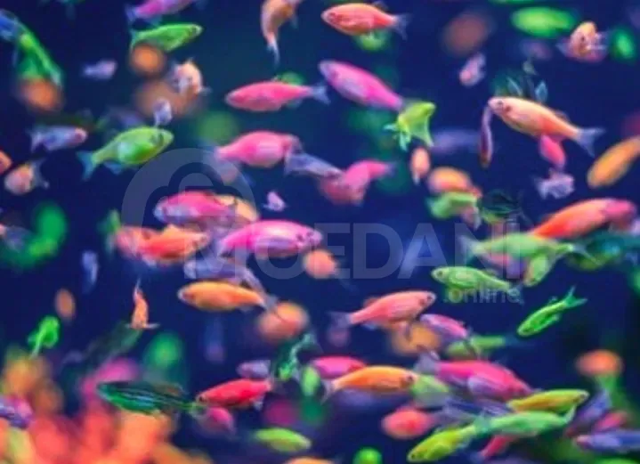 Экзотическая рыба Тбилиси - изображение 2