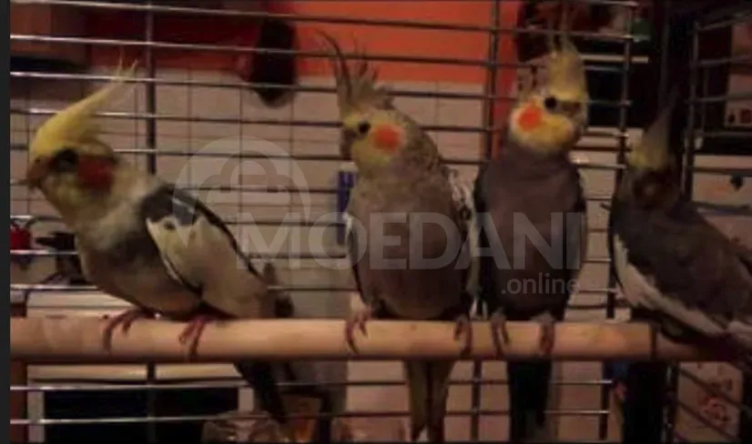 Კორელას ბარტყები თბილისი - photo 3