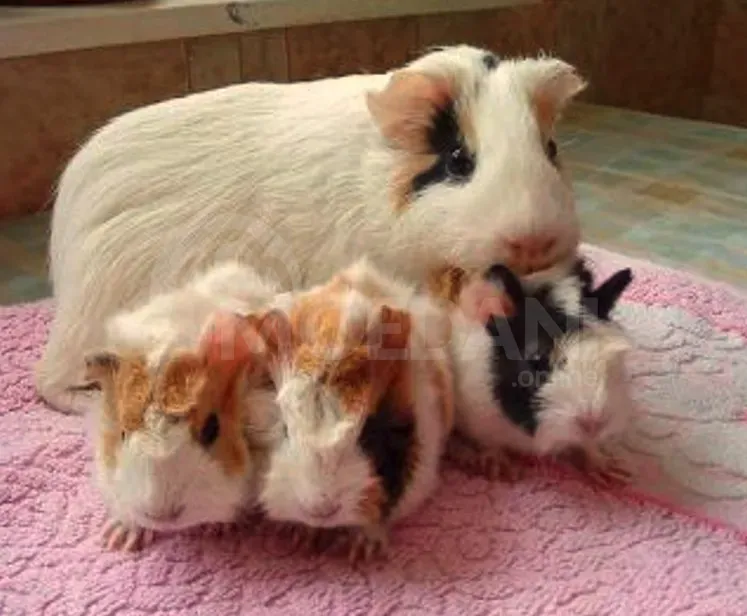 Piglet of the sun Tbilisi - photo 1