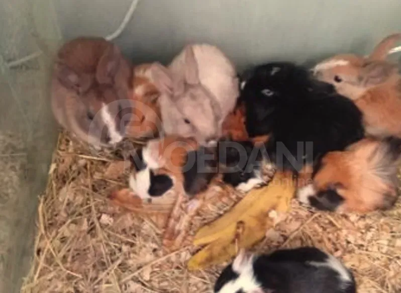 Piglet of the sun Tbilisi - photo 2