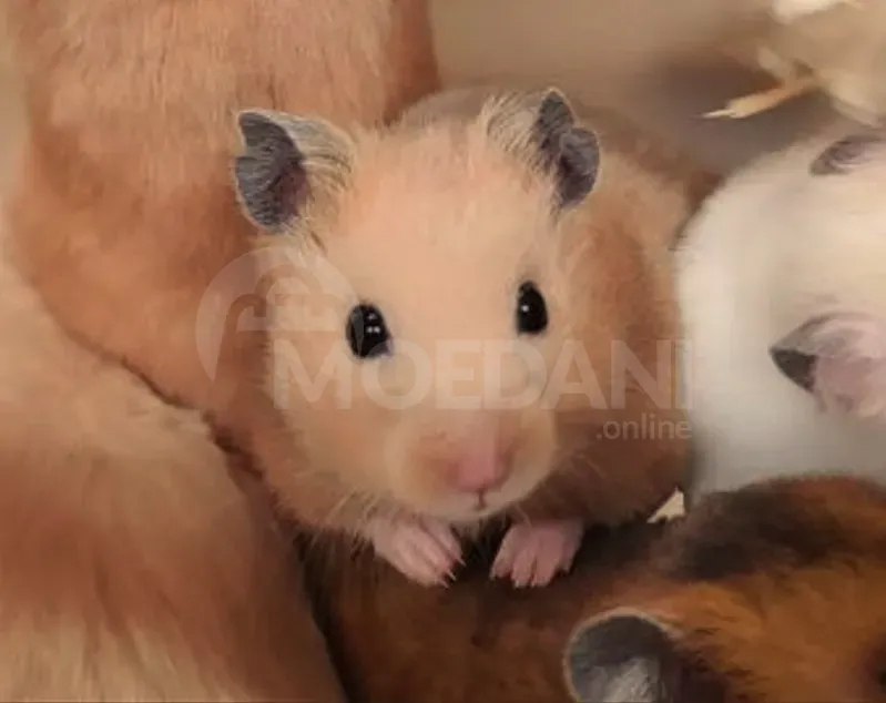 Ზazuns Tbilisi - photo 4