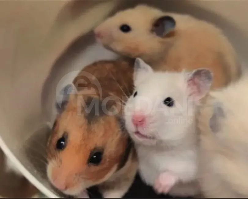 Ზazuns Tbilisi - photo 2