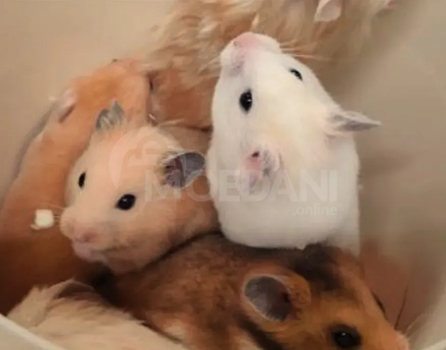 Ზazuns Tbilisi - photo 1