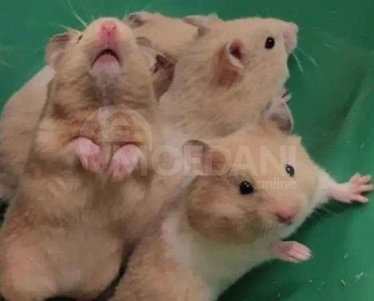 Ზazuns Tbilisi - photo 3