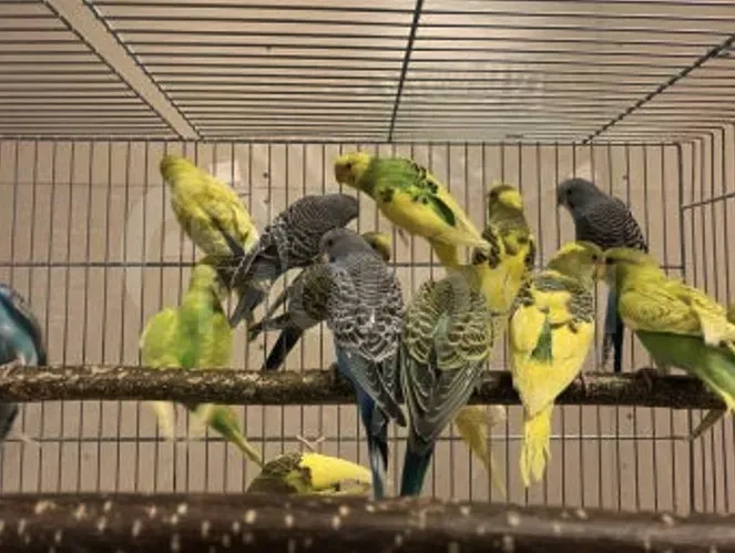 Parrot / bat / teenager / adult Tbilisi - photo 2