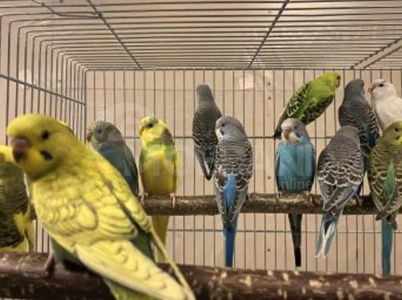 Parrot / bat / teenager / adult Tbilisi - photo 3