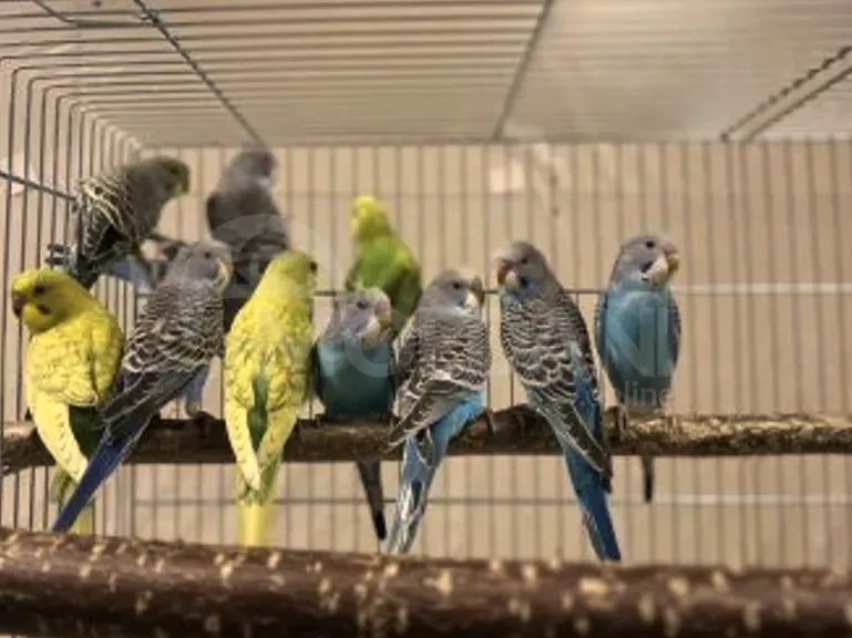 Parrot / bat / teenager / adult Tbilisi - photo 1