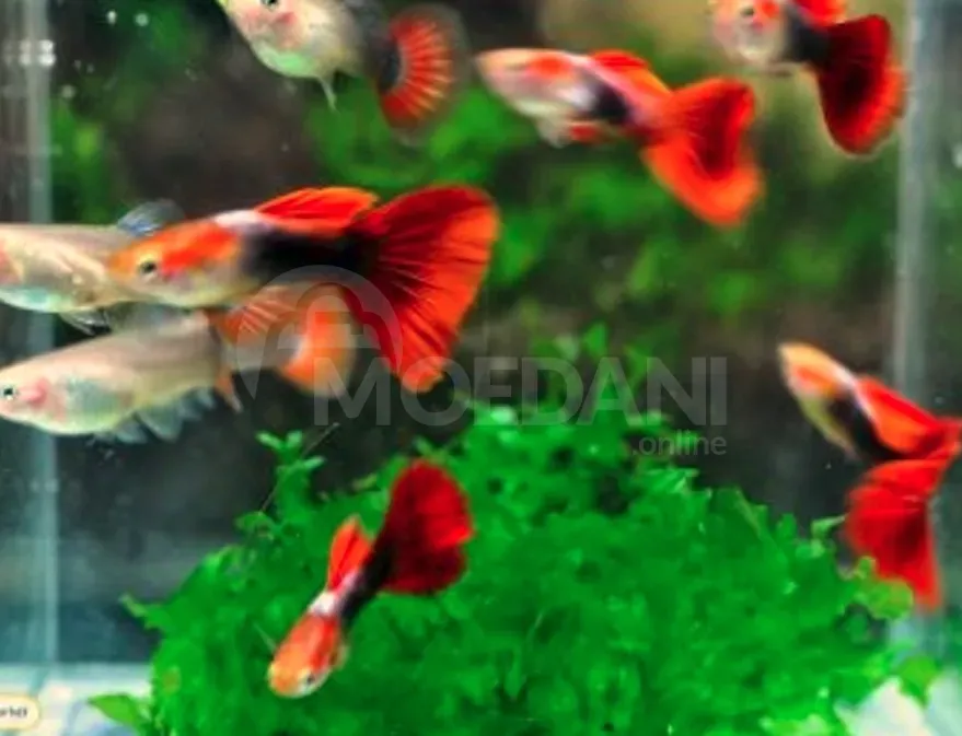 Aquarium fish for sale from 2 GEL Tbilisi - photo 1