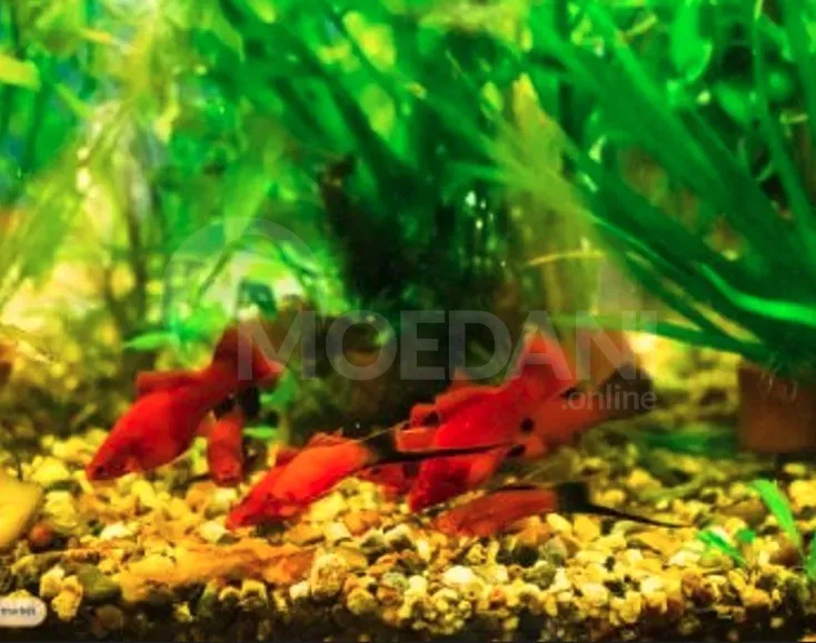 Aquarium fish for sale from 2 GEL Tbilisi - photo 3