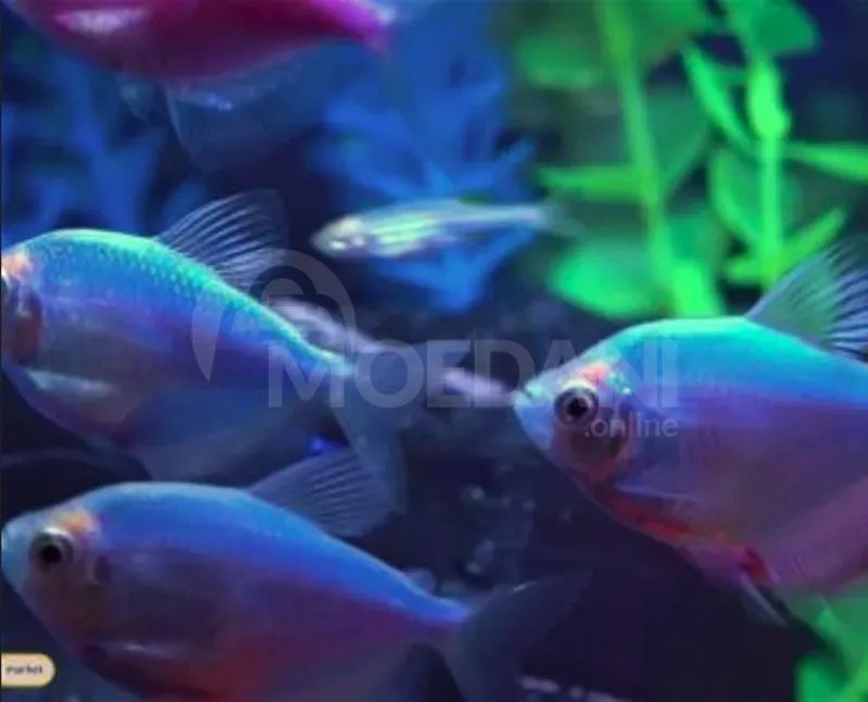 Aquarium fish for sale from 2 GEL Tbilisi - photo 2