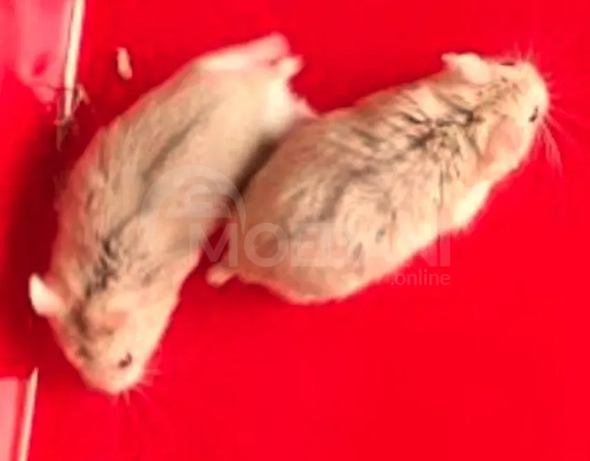 Მინი ზაზუნა / ჯუჯა ზაზუნები თბილისი - photo 3