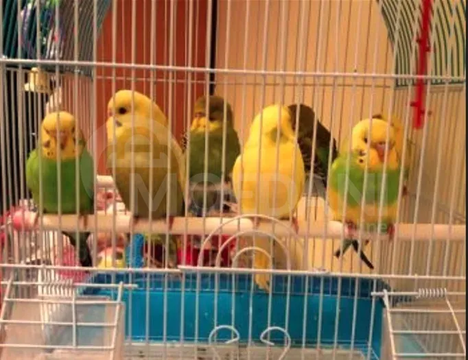 Parrot bats, wavy, Czech. Tbilisi - photo 5