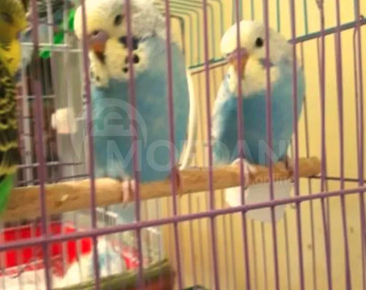 Parrot bats, wavy, Czech. Tbilisi - photo 6