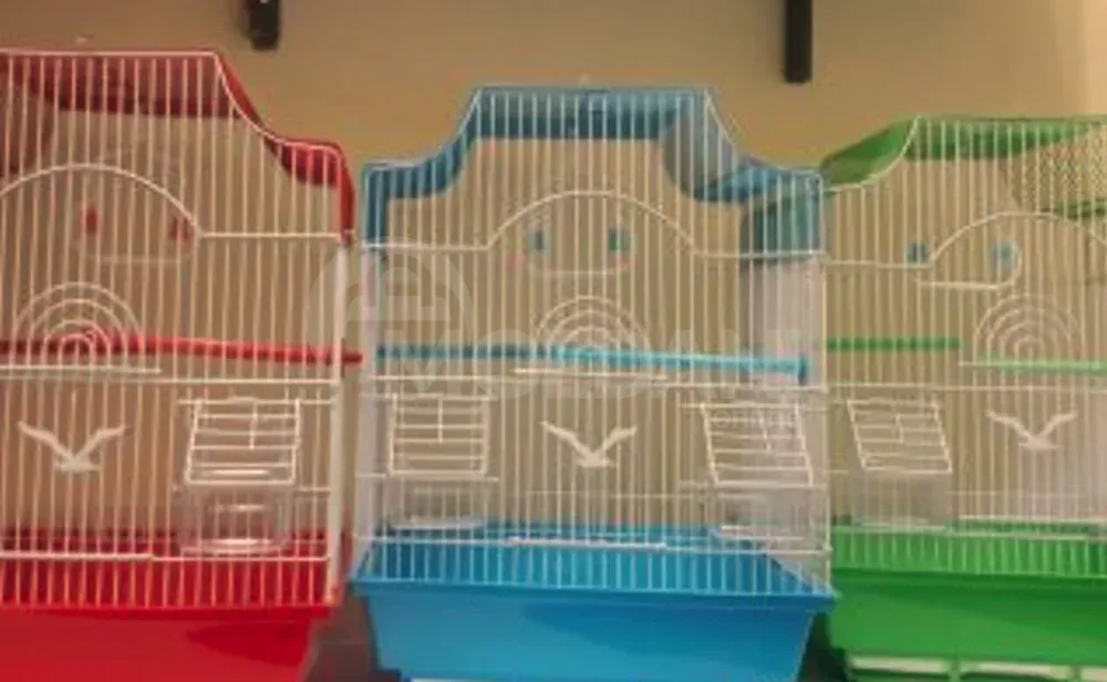 Parrot bats, wavy, Czech. Tbilisi - photo 9