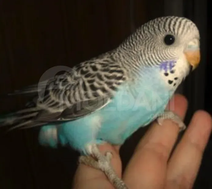 Parrot bats, wavy, Czech. Tbilisi - photo 8