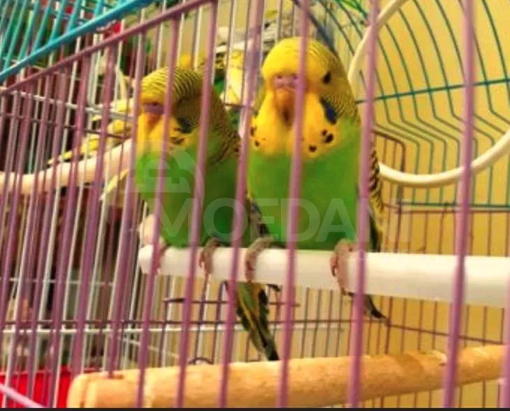 Parrot bats, wavy, Czech. Tbilisi - photo 1