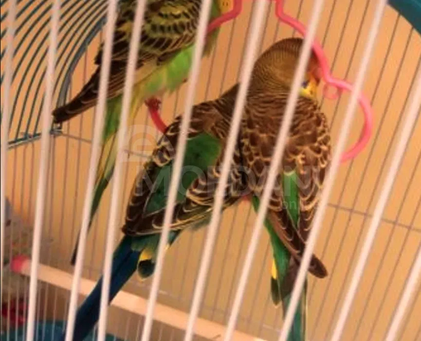 Parrot bats, wavy, Czech. Tbilisi - photo 4