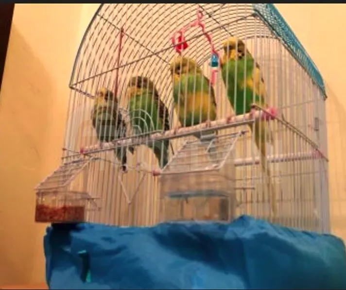 Parrot bats, wavy, Czech. Tbilisi - photo 7