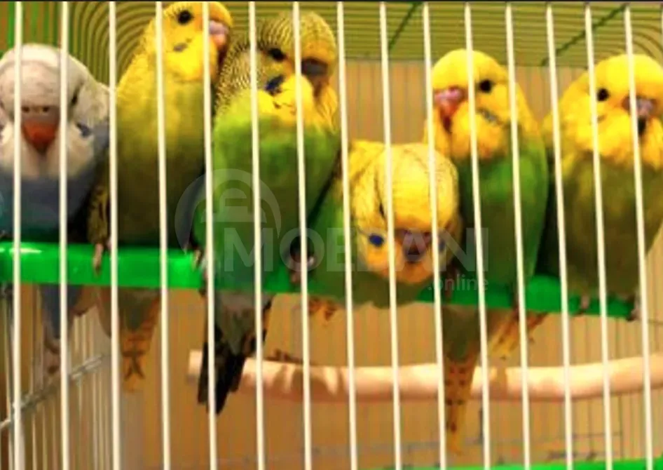 Parrot bats, wavy, Czech. Tbilisi - photo 3