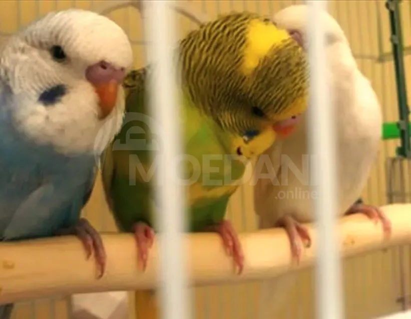 Parrot bats, wavy, Czech. Tbilisi - photo 2