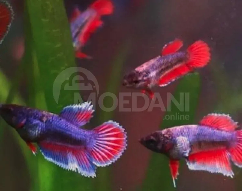 Სასაჩუქრე აკვარიუმები თბილისი - photo 3