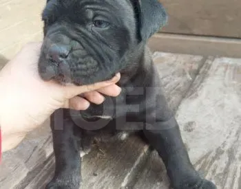 Კანე კორსო თბილისი - photo 1