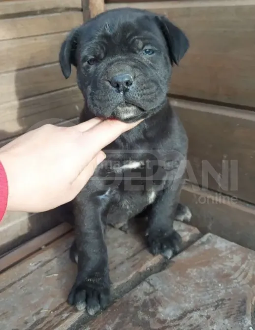 Კანე კორსო თბილისი - photo 2