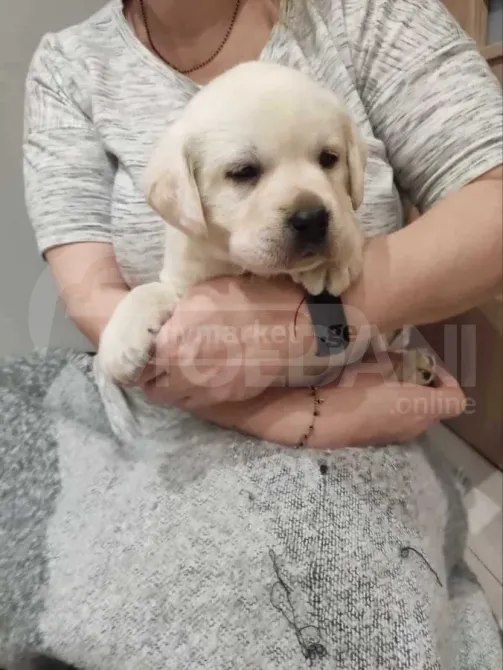 Чистокровные щенки лабрадора, возраст 1 месяц. Тбилиси - изображение 3