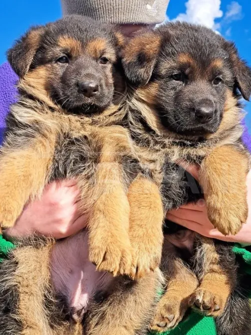 Show class German Shepherd for sale Tbilisi - photo 1