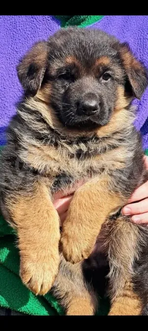 Show class German Shepherd for sale Tbilisi - photo 3