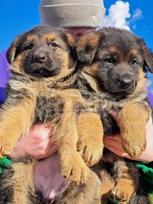 Show class German Shepherd for sale Tbilisi - photo 2