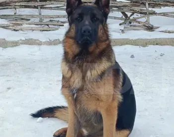 German shepherd Tbilisi - photo 4