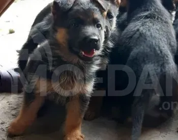 German shepherd Tbilisi - photo 1