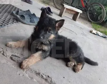 German shepherd Tbilisi - photo 2