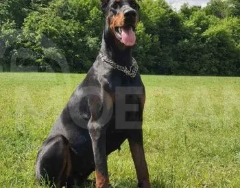 Doberman puppies of exhibition level Tbilisi - photo 1