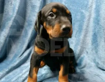 Doberman puppies of exhibition level Tbilisi - photo 3