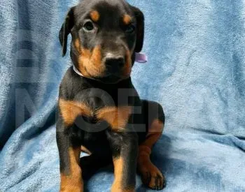 Doberman puppies of exhibition level Tbilisi - photo 2