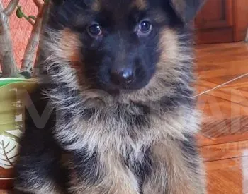 1 month old purebred German shepherd for sale Tbilisi - photo 2