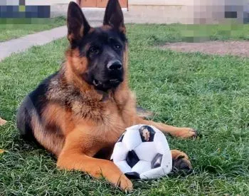 1 month old purebred German shepherd for sale Tbilisi - photo 1