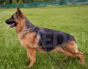 1 month old purebred German shepherd for sale Tbilisi - photo 3