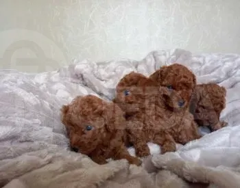 Продается чистокровный той-пудель 2 месяца. Тбилиси - изображение 1