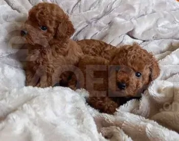 Продается чистокровный той-пудель 2 месяца. Тбилиси - изображение 2