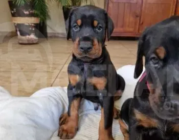 High quality Doberman puppies for sale Tbilisi - photo 4