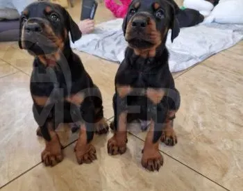 High quality Doberman puppies for sale Tbilisi - photo 1