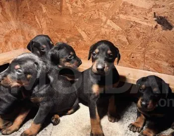 High quality Doberman puppies for sale Tbilisi - photo 3