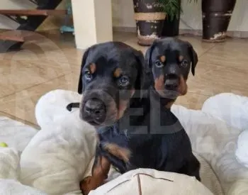 High quality Doberman puppies for sale Tbilisi - photo 5