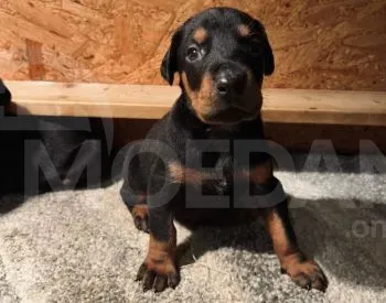 High quality Doberman puppies for sale Tbilisi - photo 2
