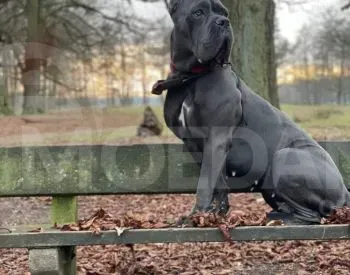 Კანე კორსო სუფთა სისხლის 1 თვის და 7 დღის თბილისი - photo 3