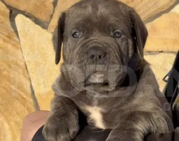 Კანე კორსო სუფთა სისხლის 1 თვის და 7 დღის თბილისი - photo 1